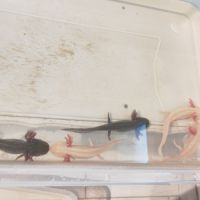 Axolotls sauvage et gold séxable #7