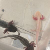 Axolotls sauvage et gold séxable #8