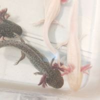 Axolotls sauvage et gold séxable #9