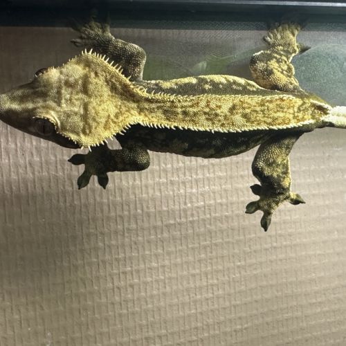 Gecko à crête #1