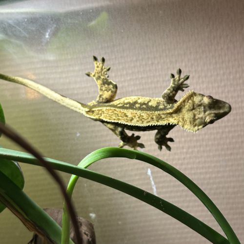 Gecko à crête