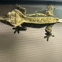 Gecko à crête #1