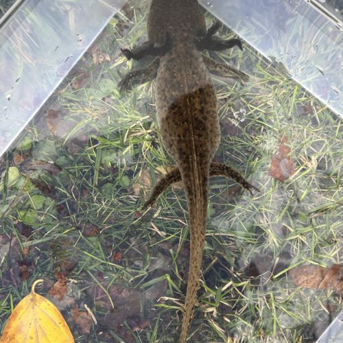 Axolotls femelles à vendre #2