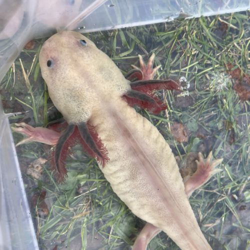 Axolotls femelles à vendre #3