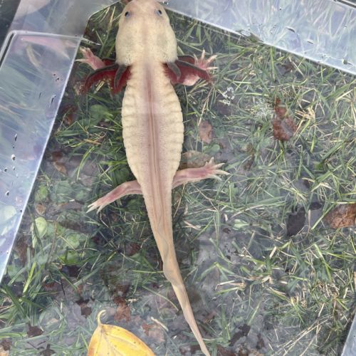 Axolotls femelles à vendre #4
