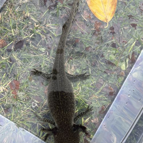 Axolotls femelles à vendre #5