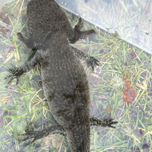 Axolotls femelles à vendre #0