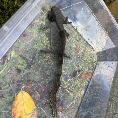 Axolotls femelles à vendre #7