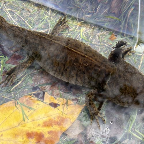 Axolotls femelles à vendre #8