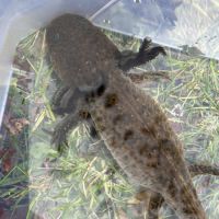 Axolotls femelles à vendre #1