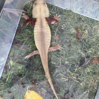 Axolotls femelles à vendre #4