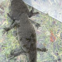 Axolotls femelles à vendre