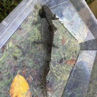 Axolotls femelles à vendre #7