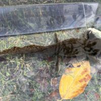 Axolotls femelles à vendre #9