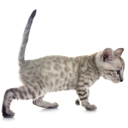 Magnifique chatons bengal silver, snow, brown..... #1