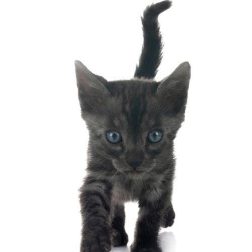 Magnifique chatons bengal silver, snow, brown.....