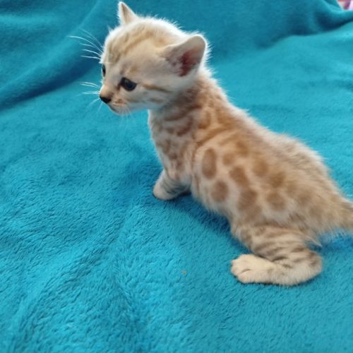 Magnifique chatons bengal silver, snow, brown..... #3