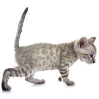 Magnifique chatons bengal silver, snow, brown..... #1