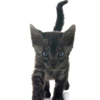 Magnifique chatons bengal silver, snow, brown.....