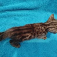 Magnifique chatons bengal silver, snow, brown..... #4