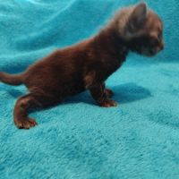 Magnifique chatons bengal silver, snow, brown..... #5