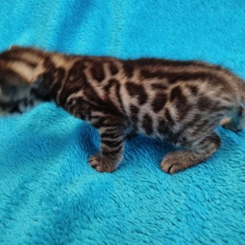 Chatons bengal silver et brown #1