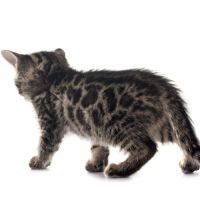 Chatons bengal silver et brown