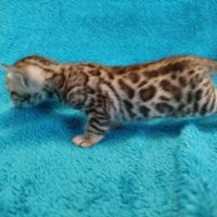 Chatons bengal silver et brown