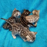 Chatons bengal silver et brown #3