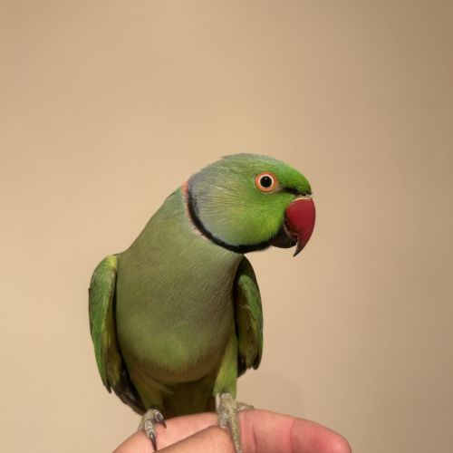 Perruche à collier #1