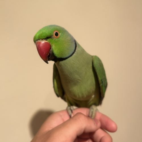 Perruche à collier #3