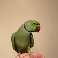 Perruche à collier #1