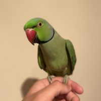 Perruche à collier #3