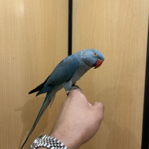 Perruche à collier #0