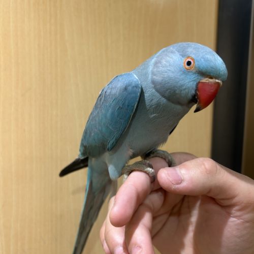 Perruche à collier #3