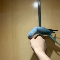 Perruche à collier #2