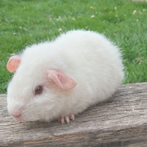 Cochon d'inde rex #3