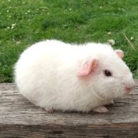 Cochon d'inde rex #1