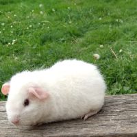 Cochon d'inde rex #2