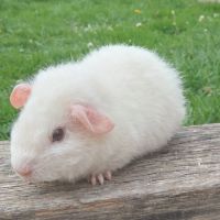 Cochon d'inde rex #3