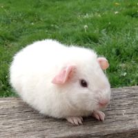 Cochon d'inde rex #0