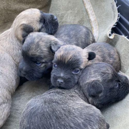 Chiot cairn terrier #2