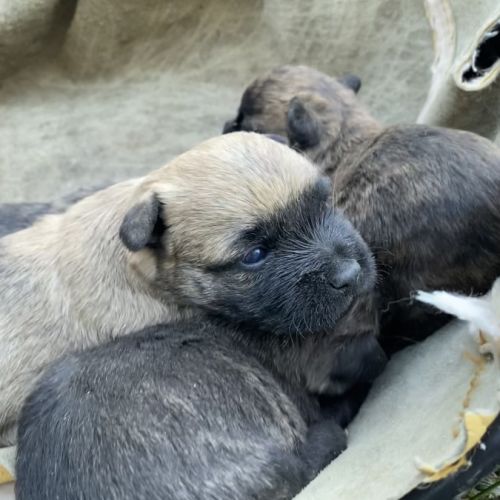 Chiot cairn terrier #3