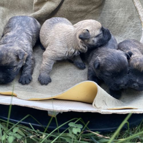 Chiot cairn terrier #4