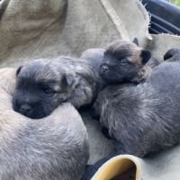 Chiot cairn terrier #0