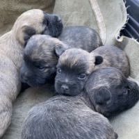 Chiot cairn terrier #2