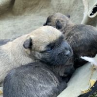 Chiot cairn terrier #3