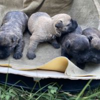 Chiot cairn terrier #4