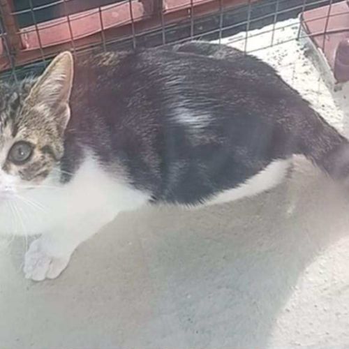 Frisette petite puce vive et affectueuse