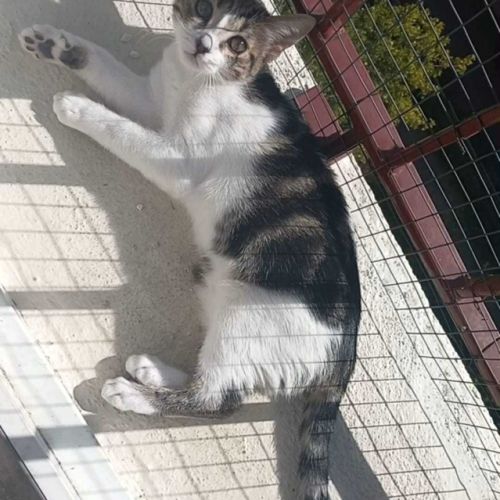 Frisette petite puce vive et affectueuse #2